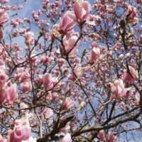 Magnolienblüten-Baum