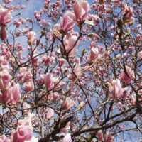 Blüte Magnolienbaum