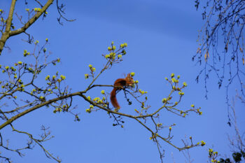 Eichhörnchen