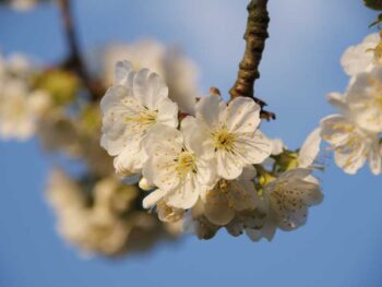 Kirschblüte