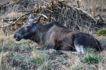 Elch im Wald