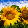 Sonnenblumen