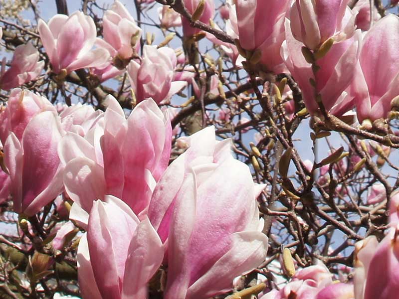 Magnolienblüte – Bild 2