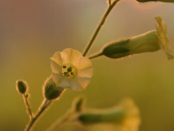 Blüte