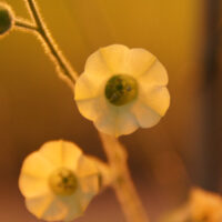 Blüte