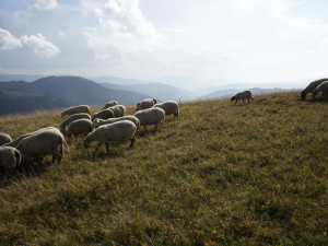 Schafherde Feldberg