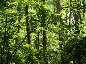 Oberwald Karlsruhe