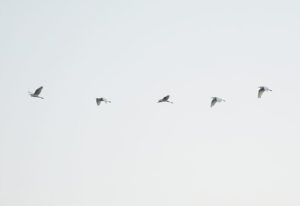white heron / Silberreiher