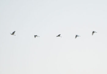 white heron / Silberreiher