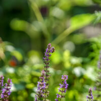 Biene Blüte