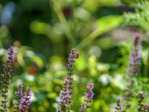 Biene Blüte