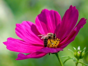 Biene bestäubt Blume