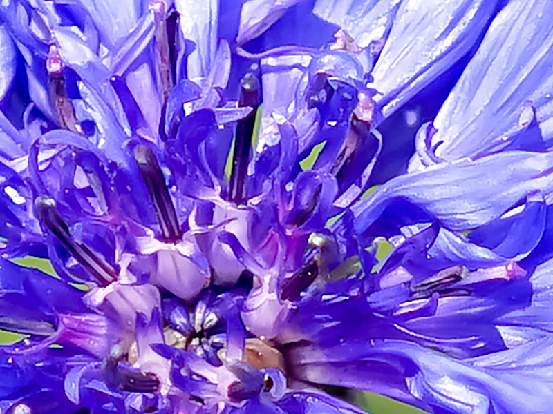 Kornblume – Bild 2