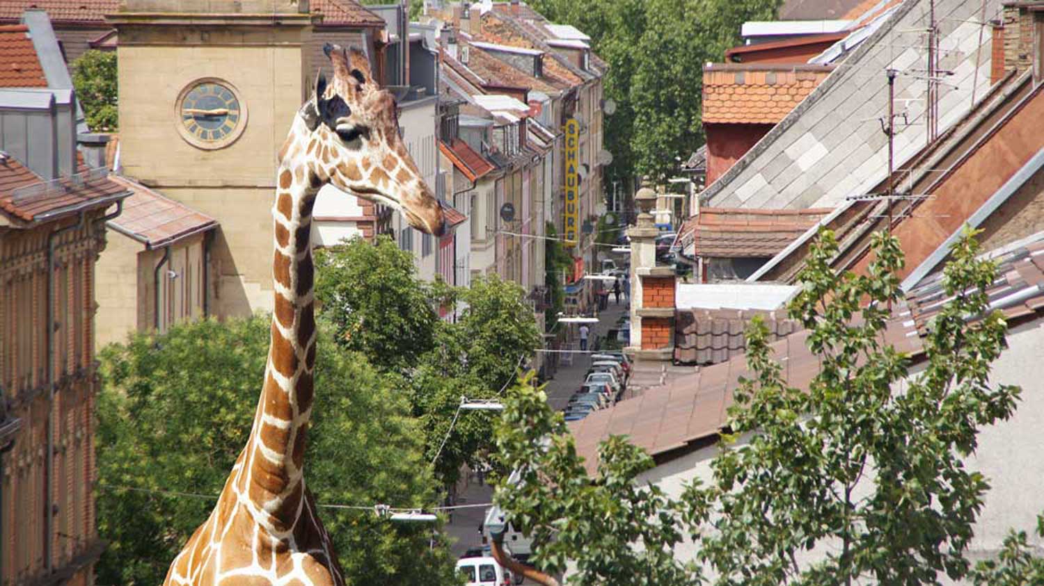 Giraffe Kinoformat 16:9