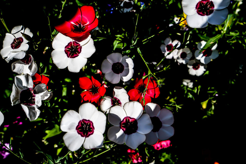 Sommer