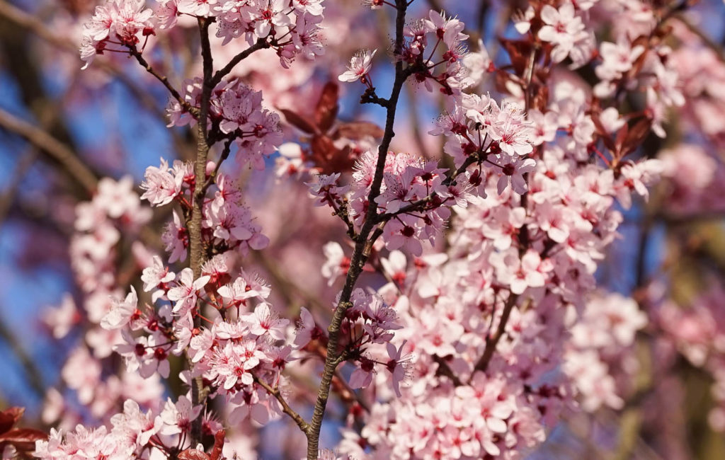 Obstblüte