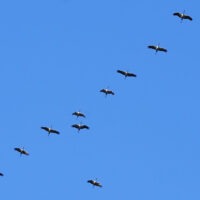 Kranichflug