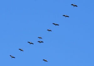 Kranichflug
